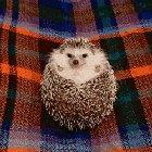 One very happy ouch mouse