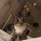 The perks of being a cat owner