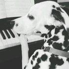 My pets are composing a horror movie score.