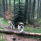 Always a nimble breed.