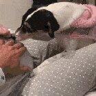 Dog loves listening to unborn baby's heartbeat