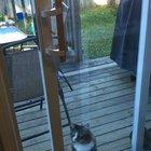 He's so special 😹