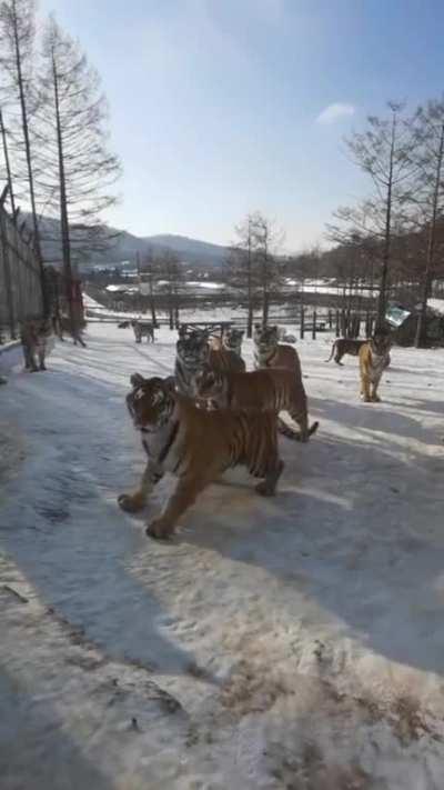 big cats on snow