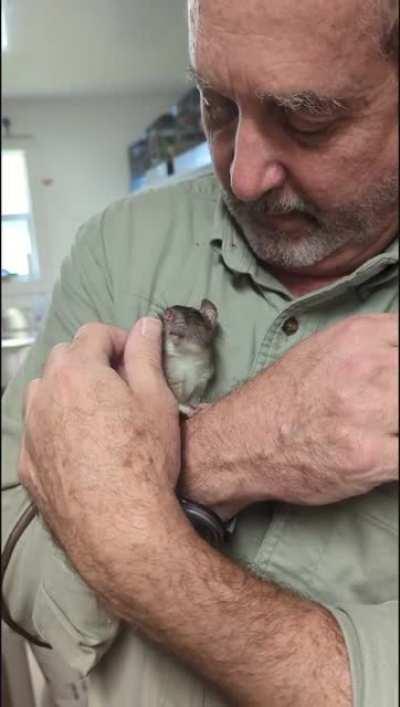 Rats enjoy being groomed, and it's actually good for them. It releases endorphins and oxytocin, promoting happiness and social bonding. It reduces stress and promotes good health. Research found that Rats that were groomed more as babies were calmer, brav