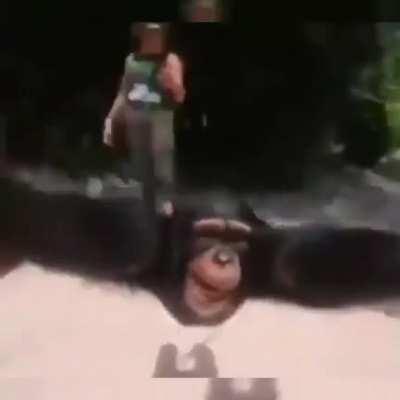 Haha chimp go brrrrrr