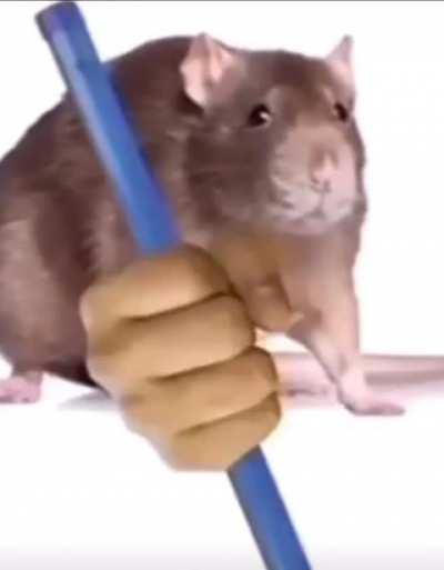 Rat