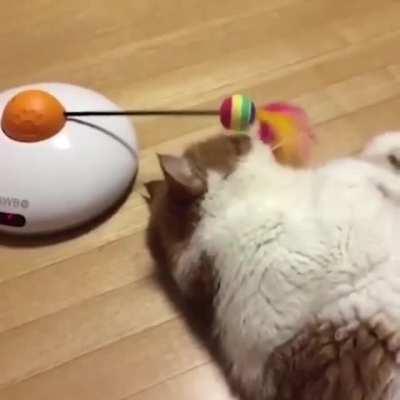 No wonder his face is so flat...