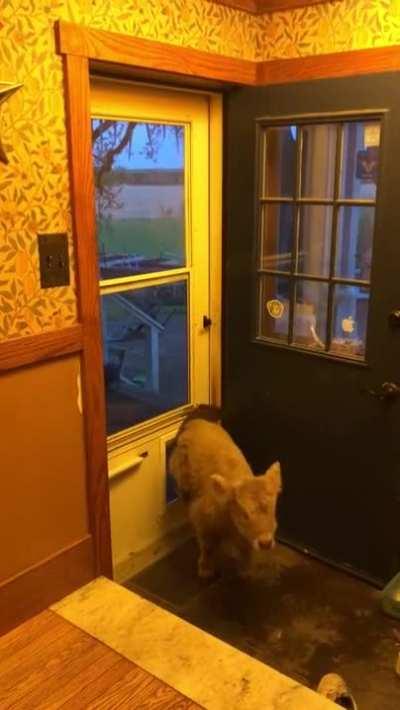 An adorable little cow coming through a doggy door