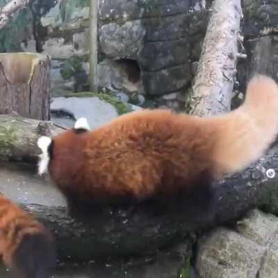 Momma red panda and her baby at the Oregon Zoo
