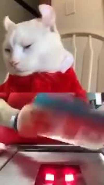 Catshiers are essential workers. without them, society will fall into chaos.