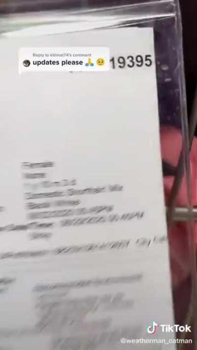 Meet Jolie, the sweetest blind cat you will ever meet. She and many other special needs animals needs homes with loving families!