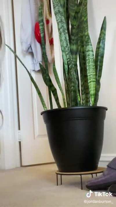 Jordan’s plant video TikTok