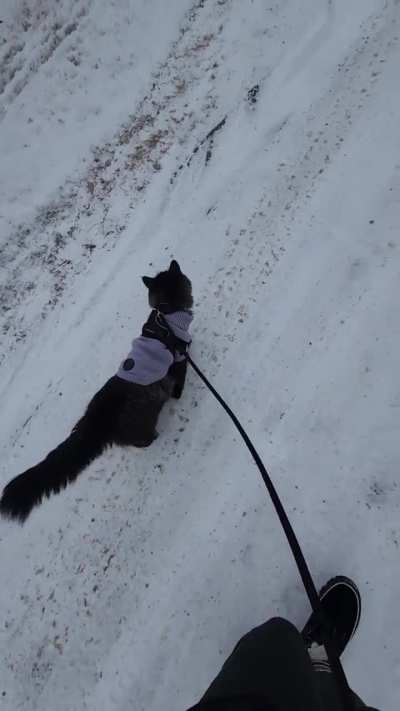 Mr. Finn got a new sweater