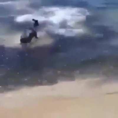 Dog goes swimming, gets attacked by shark and his friends go save him