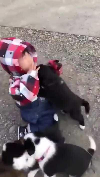Child devoured by a horde of fierce dogs