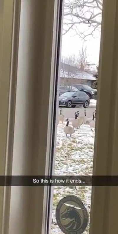 I’m sorry for jaywalking please don’t hurt me