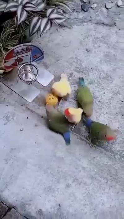 Couple of ballin mini-bros