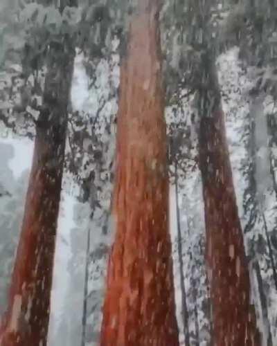 🔥 Snowfall in Sequoia 🔥