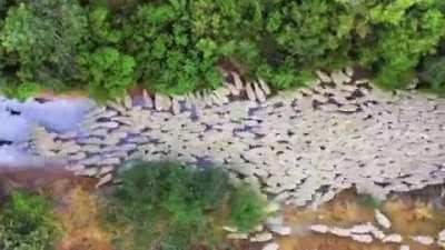 Sheep dogs a-sheeping