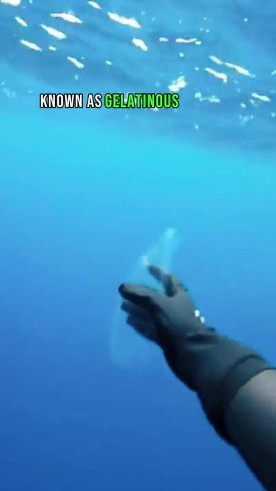 A Salp is this transparent creature.