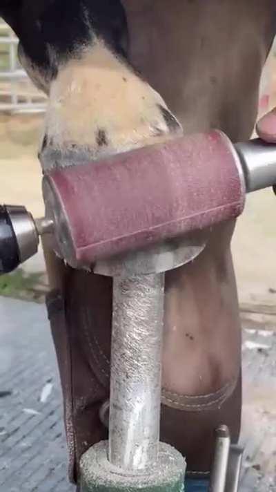 Cambio de herraduras