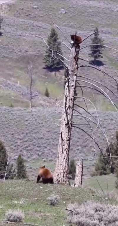 🔥 Bear survives wolves attack by climbing on a tree