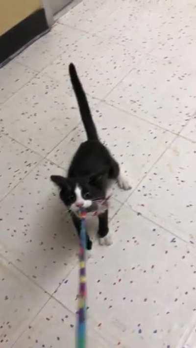 Does growling count? This is Adrian, he’s a sweet boy looking for a home via LOLAs rescue and Petco in Littleton, CO