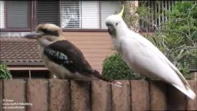 Cockatoo teasing a kookaburra