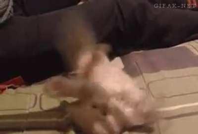 Cat startled by.. what?