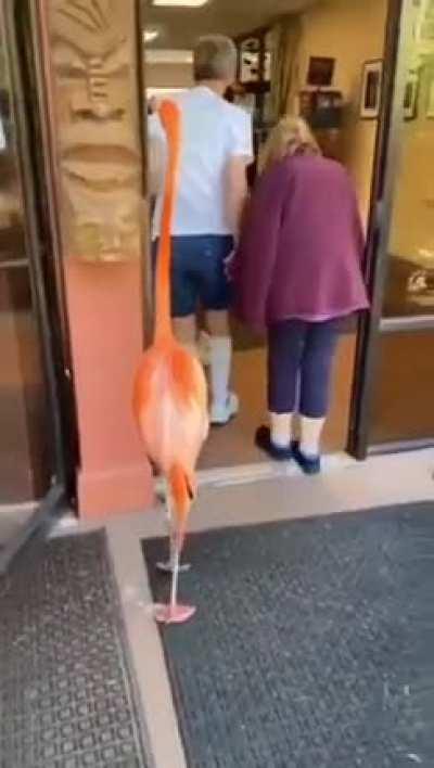 Just a drone trying to blend in!