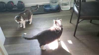 My kitties were playing nicely until my little 9-lb girl decided to bodyslam her 18-lb brother...