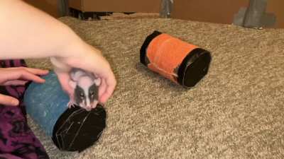 My pet rat Raisin and her smol double-barrel walking trick!