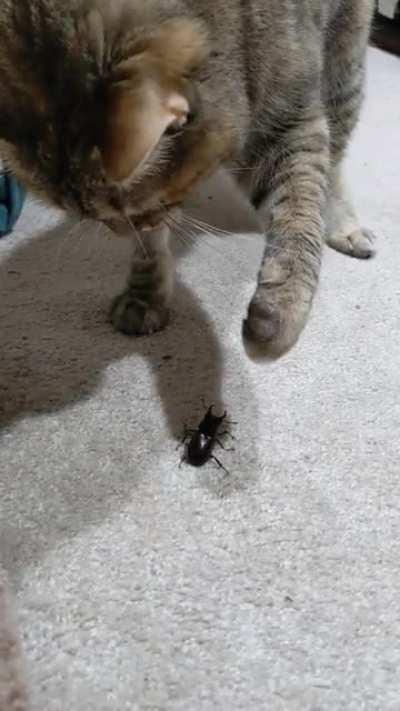 Defender of the house