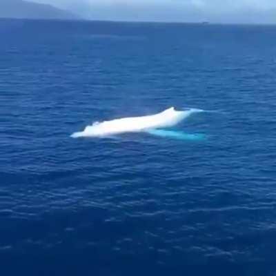 A rare sighting of Migaloo, the Albino Humpback Whale