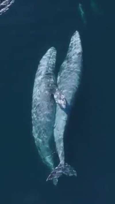 A whale and his girlfriend ♥️🐋