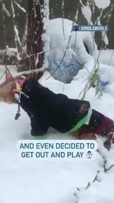 This paralyzed rescue kitty seeing snow for the first time is the best thing you’ll see today.