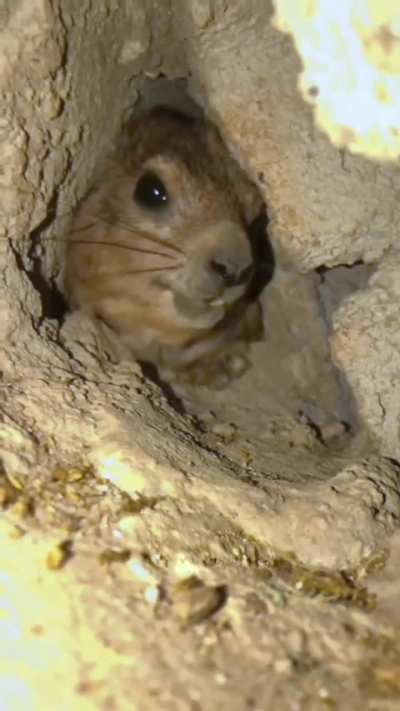 This is a Hyrax, a small mammal closely related to Elephants and Manatees. This one is displeased at the intrusive cameraman. 