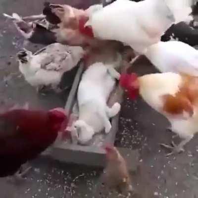 mULtiplE biG coCks dEmoliSH A tiNY PuSsy