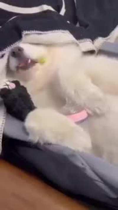 It's cheating..... So cute....