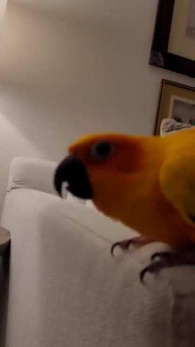 Maggie Ain't No Hollaback Girl