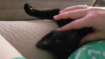 Just a typical conversation 😸