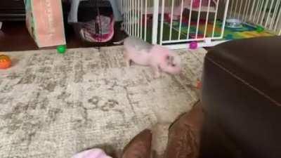 Pig having a blast playing with balls