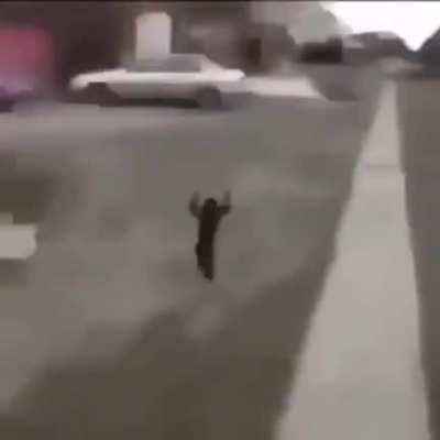 Monkey goes apes (sound on)