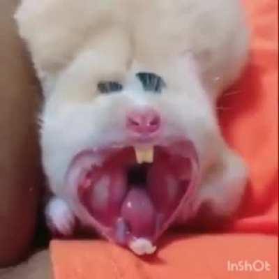 Просто животное