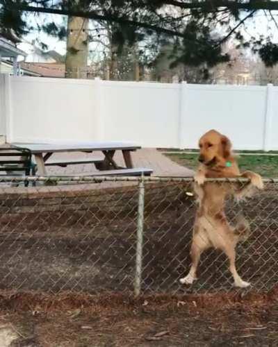Dog next door is so happy to see neighbor friend.