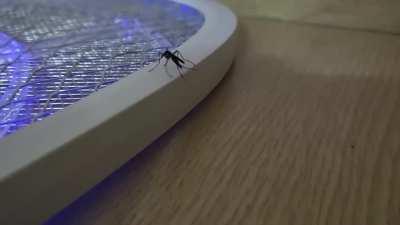 Mosquito commits suicide. Press F