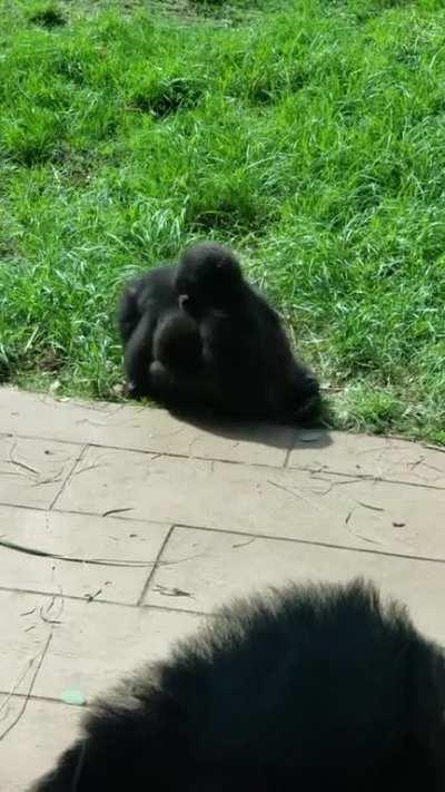 Gorilla babies at our local zoo!