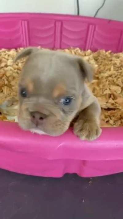 Немного милоты