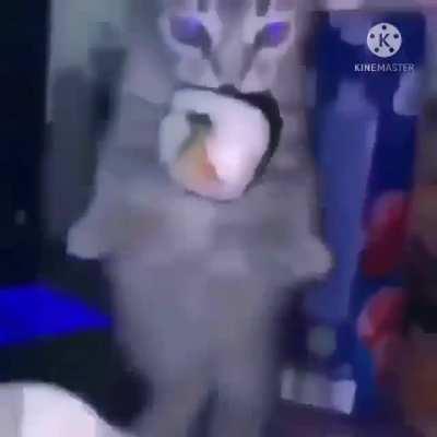 cAt GeTs AbDucTed By AliEns WhiLe eAtIng SusHi