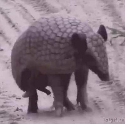 The defense mechanism of an armadillo..